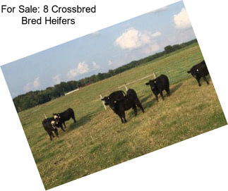 For Sale: 8 Crossbred Bred Heifers