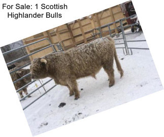 For Sale: 1 Scottish Highlander Bulls