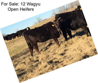 For Sale: 12 Wagyu Open Heifers