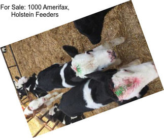 For Sale: 1000 Amerifax, Holstein Feeders