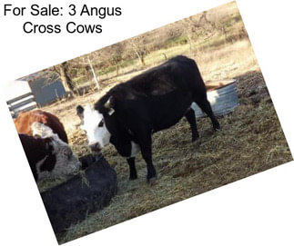 For Sale: 3 Angus Cross Cows