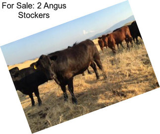 For Sale: 2 Angus Stockers