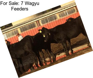 For Sale: 7 Wagyu Feeders