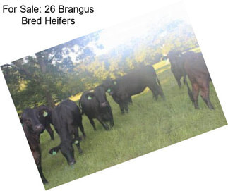 For Sale: 26 Brangus Bred Heifers