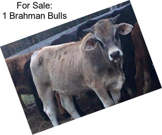 For Sale: 1 Brahman Bulls