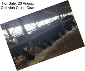 For Sale: 20 Angus, Gelbvieh Cross Cows