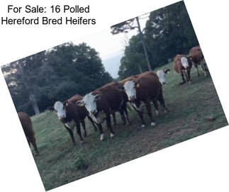 For Sale: 16 Polled Hereford Bred Heifers