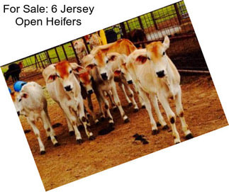 For Sale: 6 Jersey Open Heifers