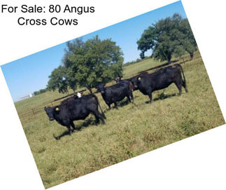 For Sale: 80 Angus Cross Cows