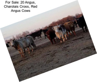 For Sale: 20 Angus, Charolais Cross, Red Angus Cows