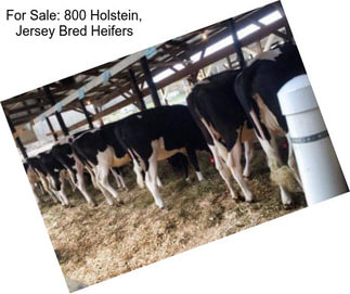 For Sale: 800 Holstein, Jersey Bred Heifers