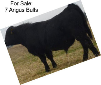 For Sale: 7 Angus Bulls