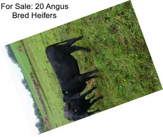 For Sale: 20 Angus Bred Heifers