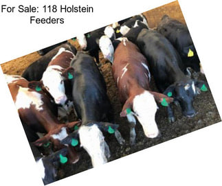 For Sale: 118 Holstein Feeders