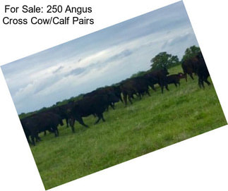 For Sale: 250 Angus Cross Cow/Calf Pairs