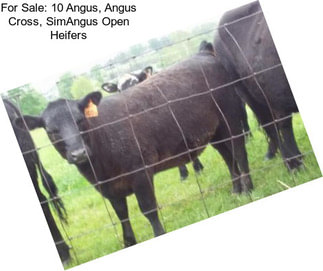 For Sale: 10 Angus, Angus Cross, SimAngus Open Heifers
