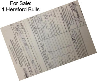 For Sale: 1 Hereford Bulls