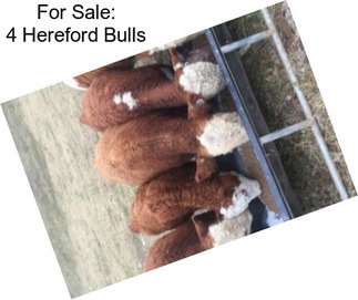 For Sale: 4 Hereford Bulls