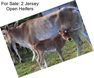 For Sale: 2 Jersey Open Heifers