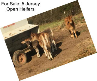 For Sale: 5 Jersey Open Heifers