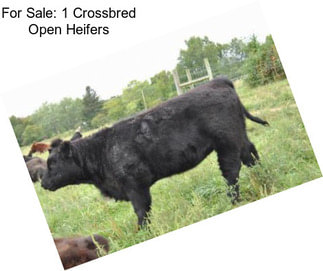 For Sale: 1 Crossbred Open Heifers