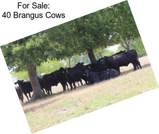 For Sale: 40 Brangus Cows