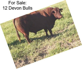 For Sale: 12 Devon Bulls
