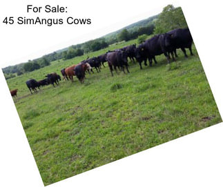 For Sale: 45 SimAngus Cows