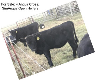 For Sale: 4 Angus Cross, SimAngus Open Heifers