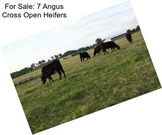 For Sale: 7 Angus Cross Open Heifers