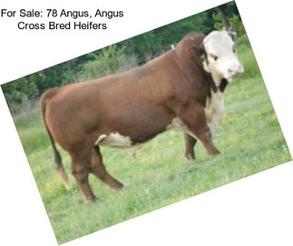 For Sale: 78 Angus, Angus Cross Bred Heifers