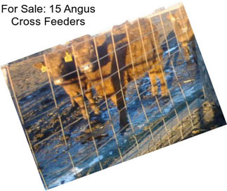 For Sale: 15 Angus Cross Feeders