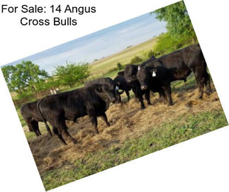 For Sale: 14 Angus Cross Bulls