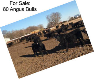 For Sale: 80 Angus Bulls