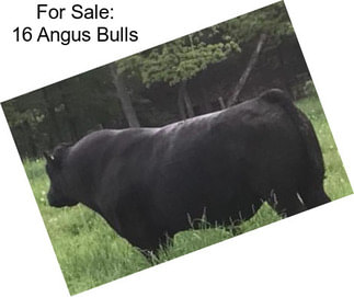 For Sale: 16 Angus Bulls