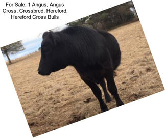 For Sale: 1 Angus, Angus Cross, Crossbred, Hereford, Hereford Cross Bulls