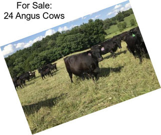 For Sale: 24 Angus Cows