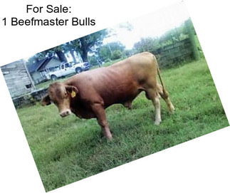 For Sale: 1 Beefmaster Bulls