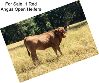 For Sale: 1 Red Angus Open Heifers