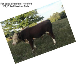 For Sale: 2 Hereford, Hereford F1, Polled Hereford Bulls
