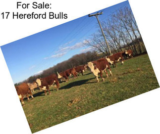 For Sale: 17 Hereford Bulls