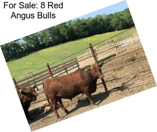 For Sale: 8 Red Angus Bulls