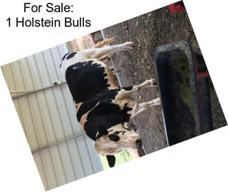 For Sale: 1 Holstein Bulls