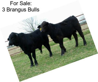 For Sale: 3 Brangus Bulls