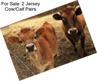 For Sale: 2 Jersey Cow/Calf Pairs