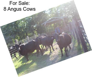 For Sale: 8 Angus Cows