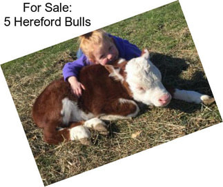 For Sale: 5 Hereford Bulls