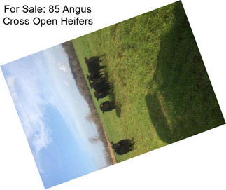 For Sale: 85 Angus Cross Open Heifers