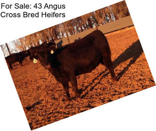 For Sale: 43 Angus Cross Bred Heifers