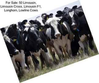 For Sale: 50 Limousin, Limousin Cross, Limousin F1, Longhorn, Lowline Cows